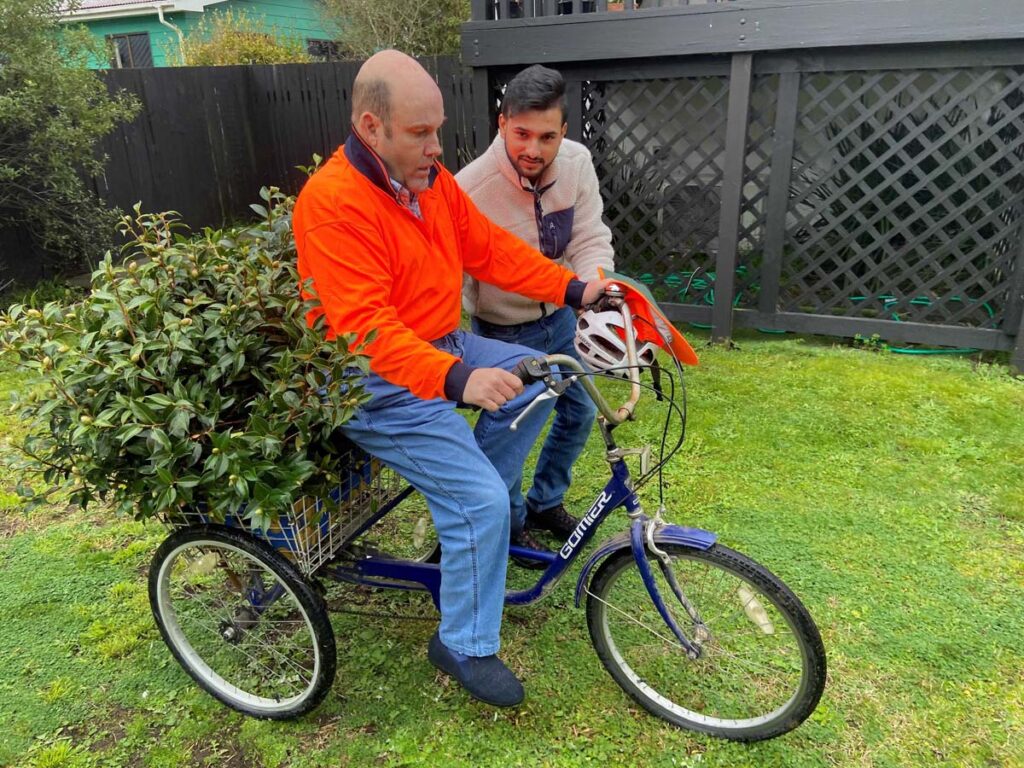 Guy carting Camellia cuttings - Hohepa Wellington